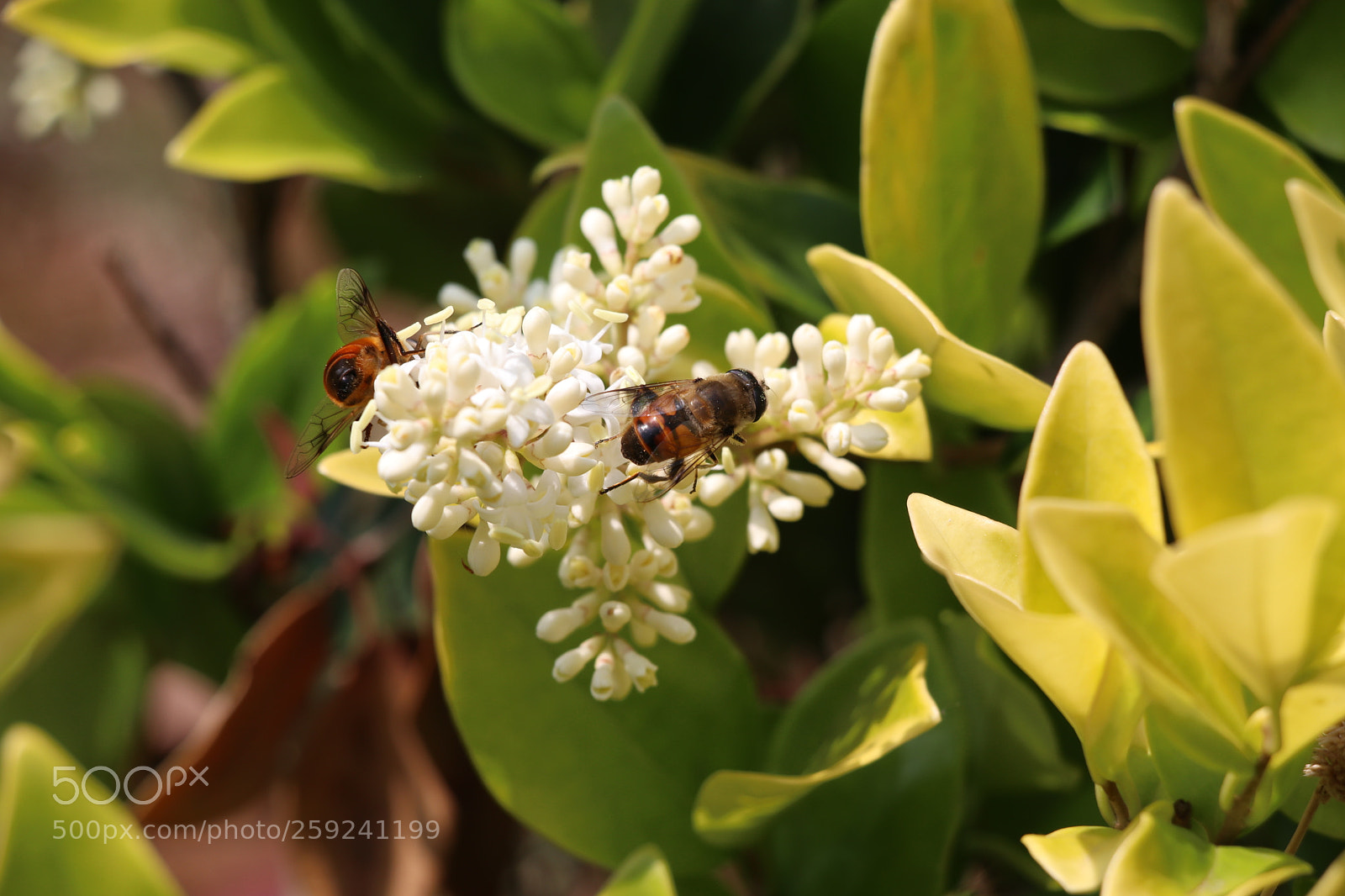 Canon EOS 80D sample photo. Cute little guys photography
