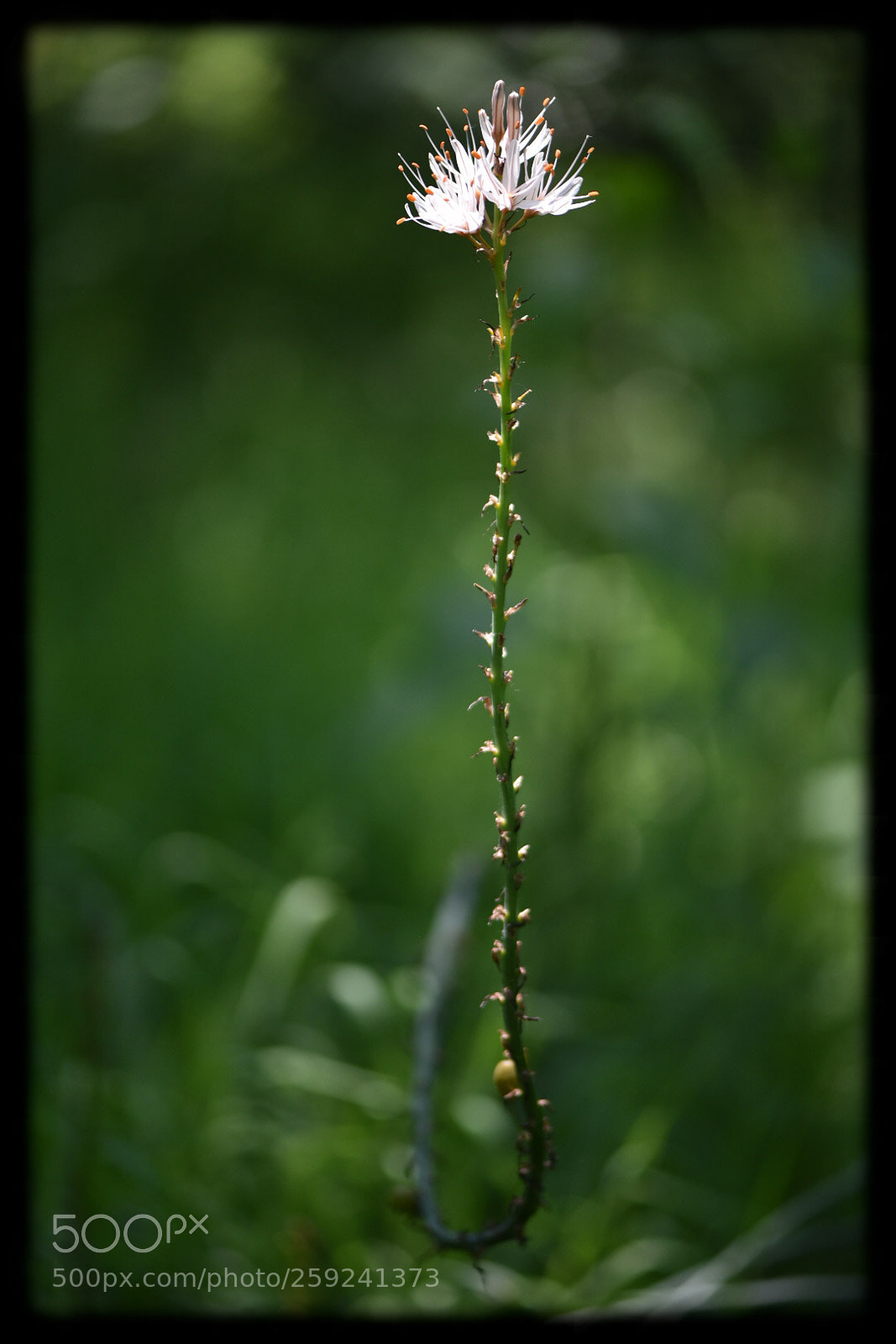 Nikon D750 sample photo. Say it with flowers... photography