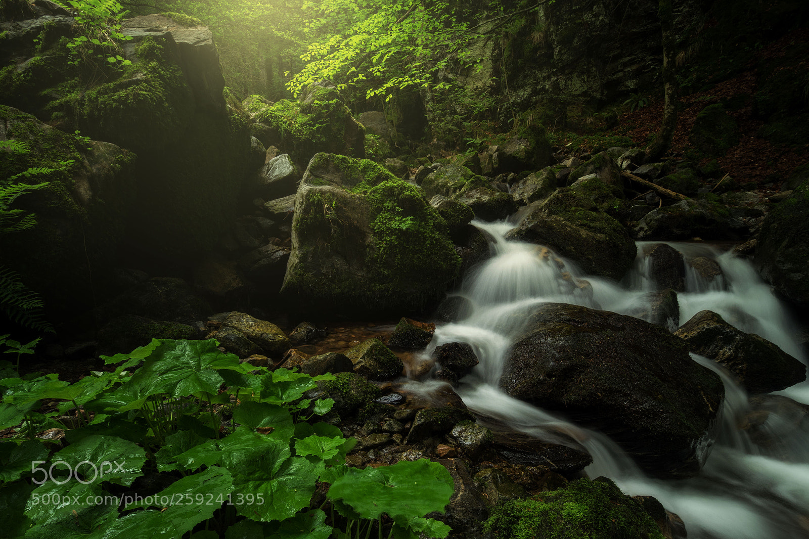 Olympus OM-D E-M5 II sample photo. Beautiful teichschlucht photography