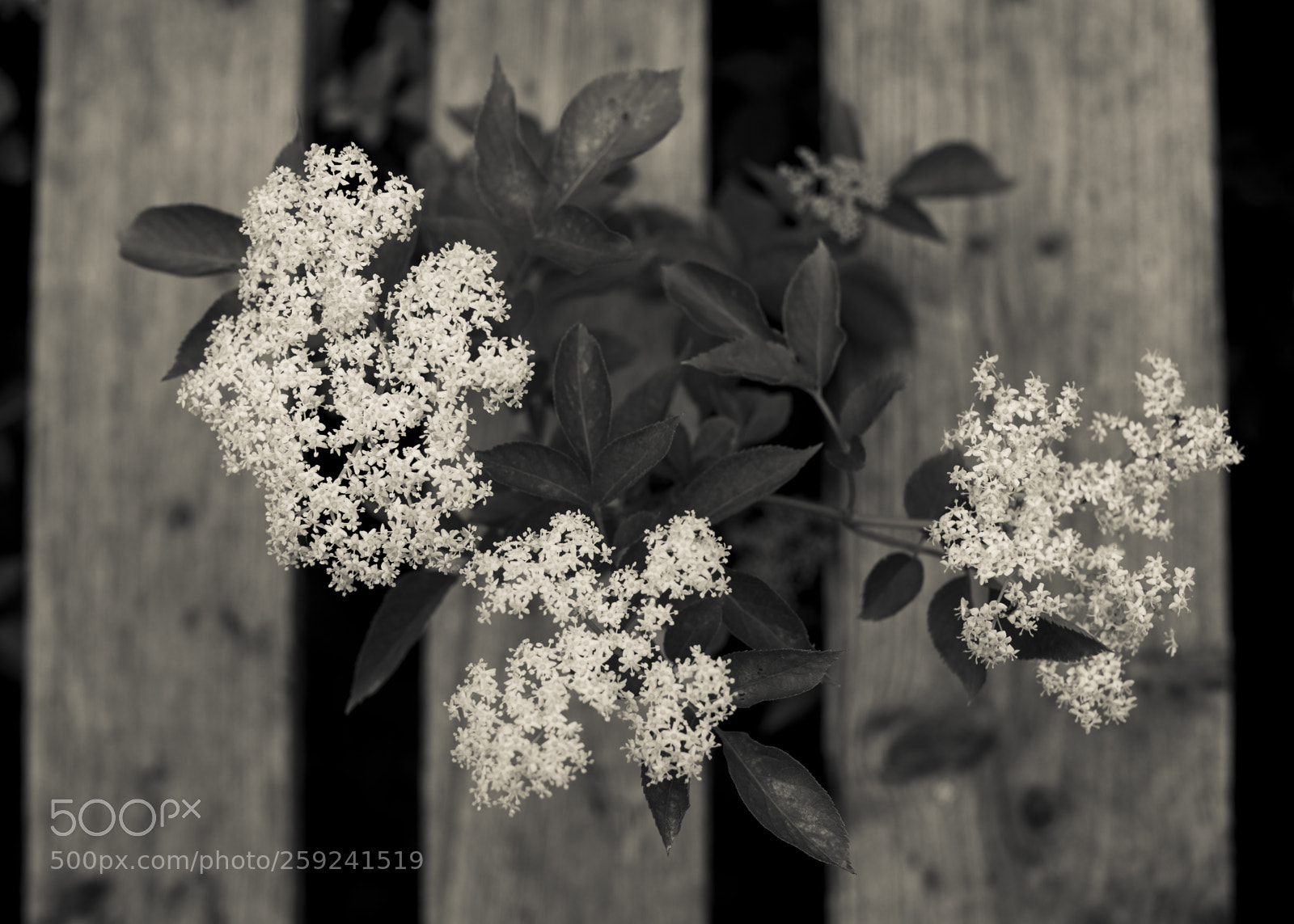 Canon EOS 5D Mark IV sample photo. Still life with sambucus photography
