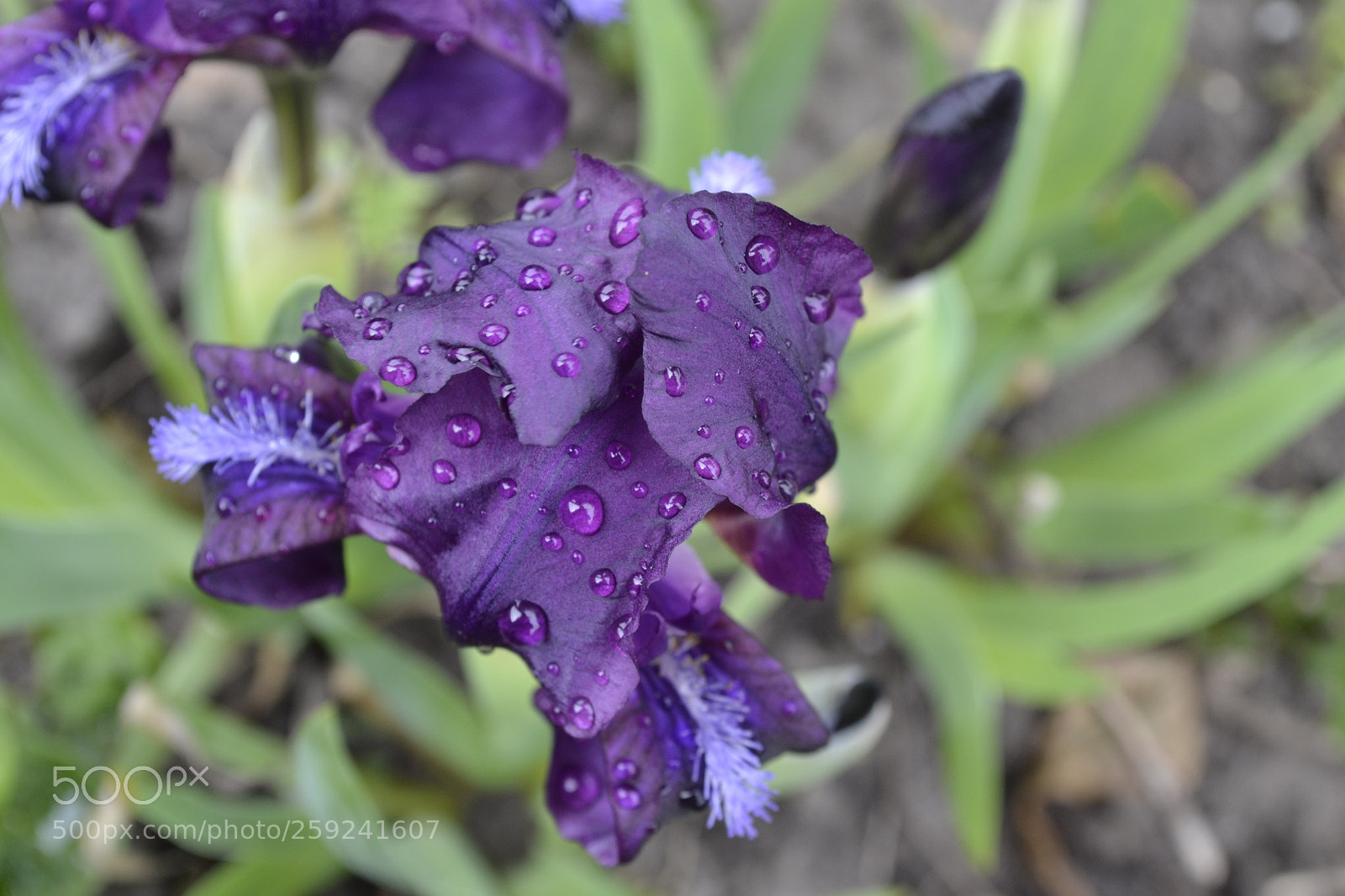 Nikon D3100 sample photo. Beautiful flower photography