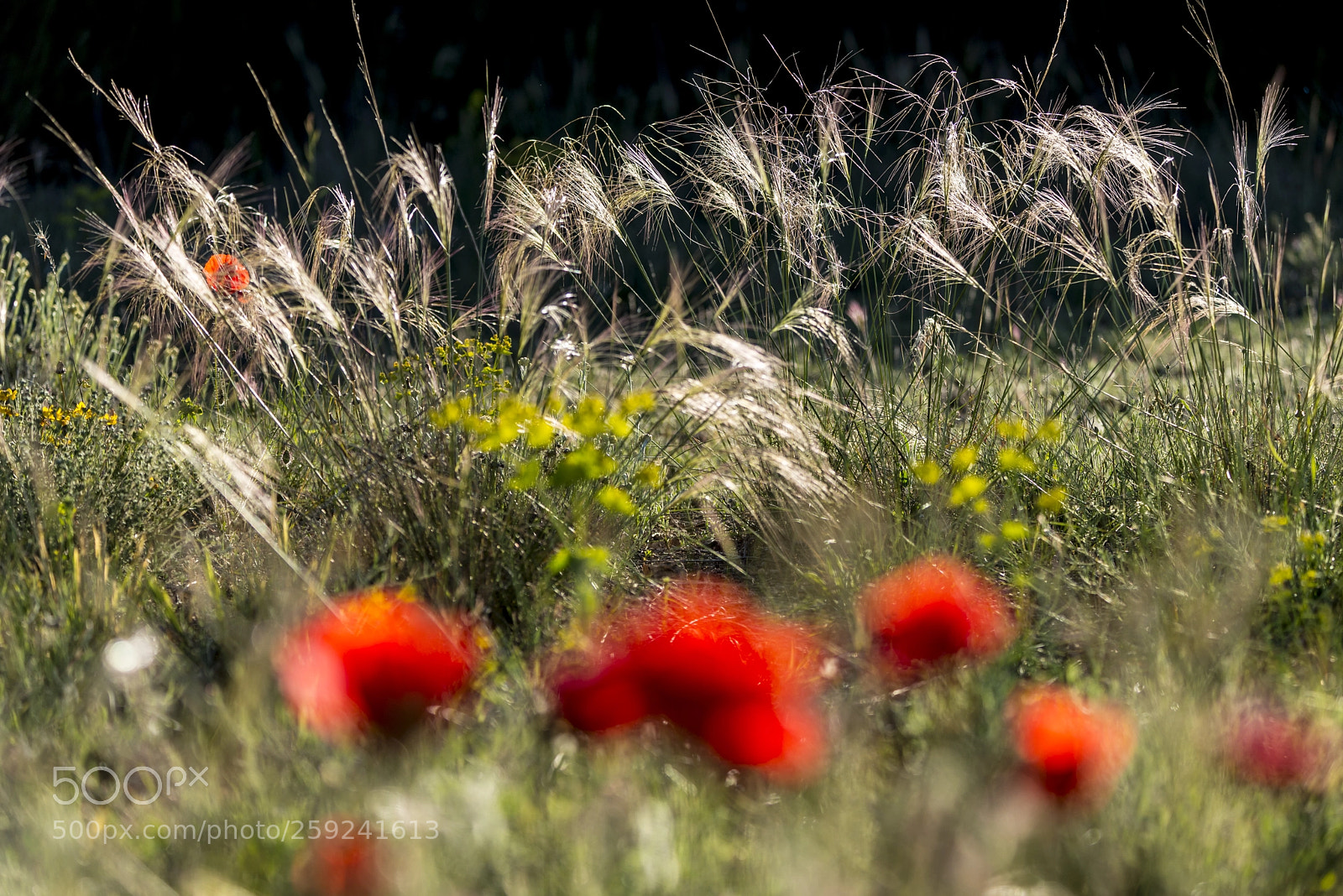Nikon D800 sample photo. Antonio real hurtado photography