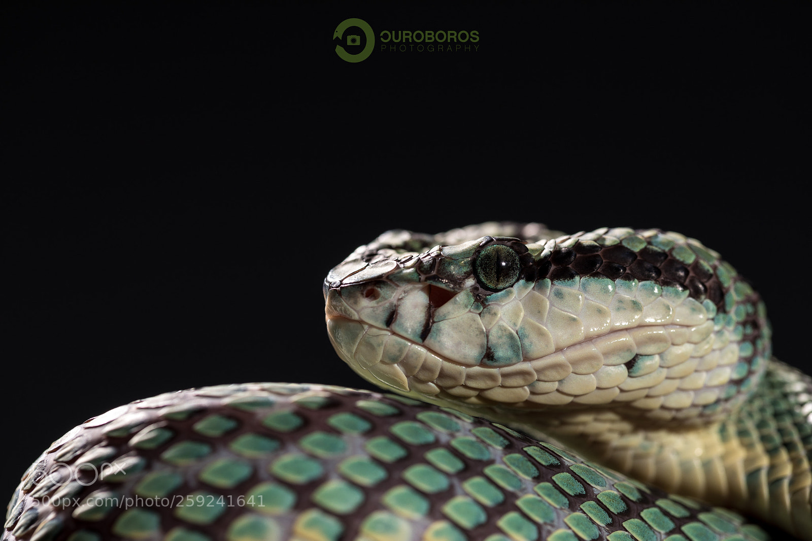 Canon EOS 5D Mark IV sample photo. Sri lankan palm pit photography