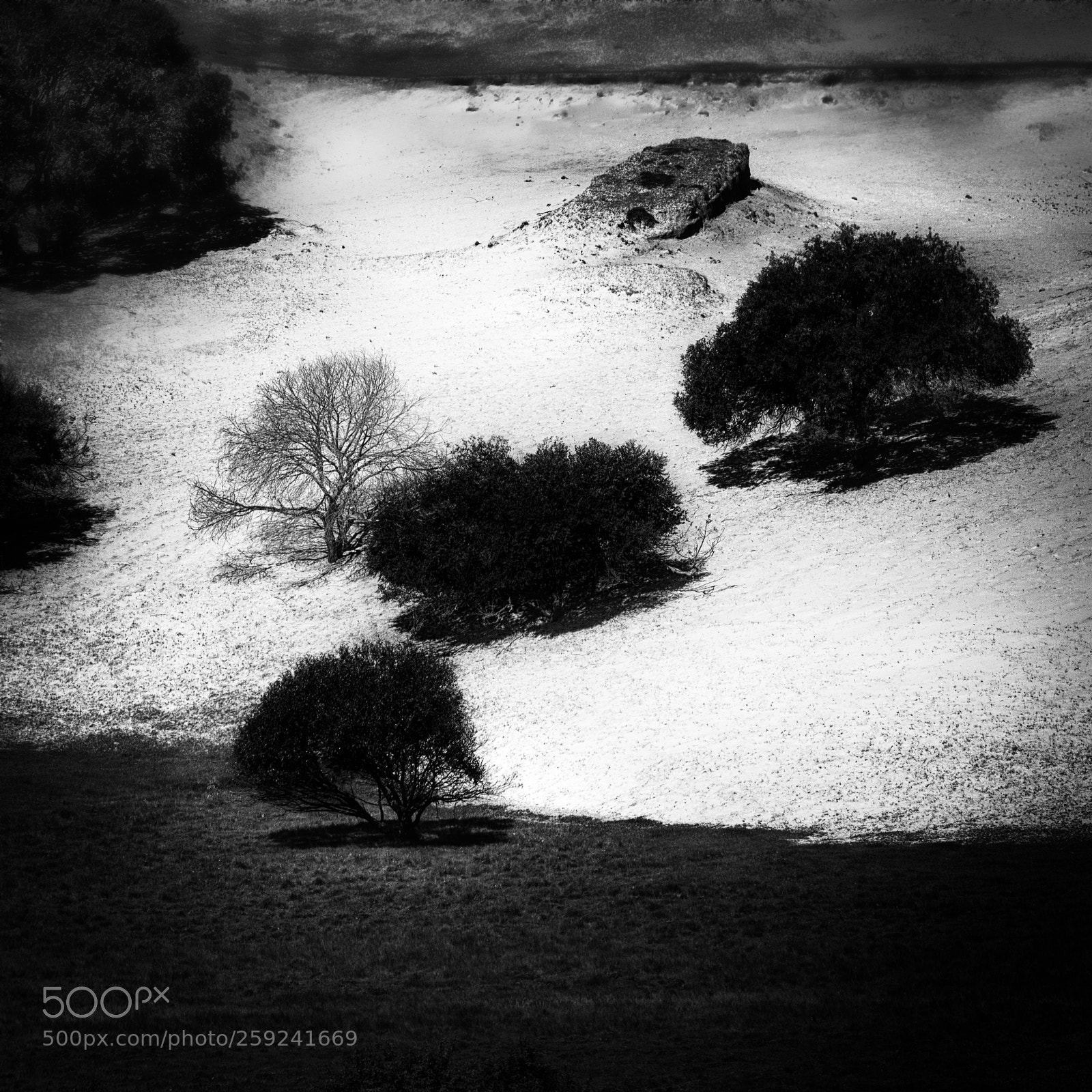 Nikon D810 sample photo. Four trees photography