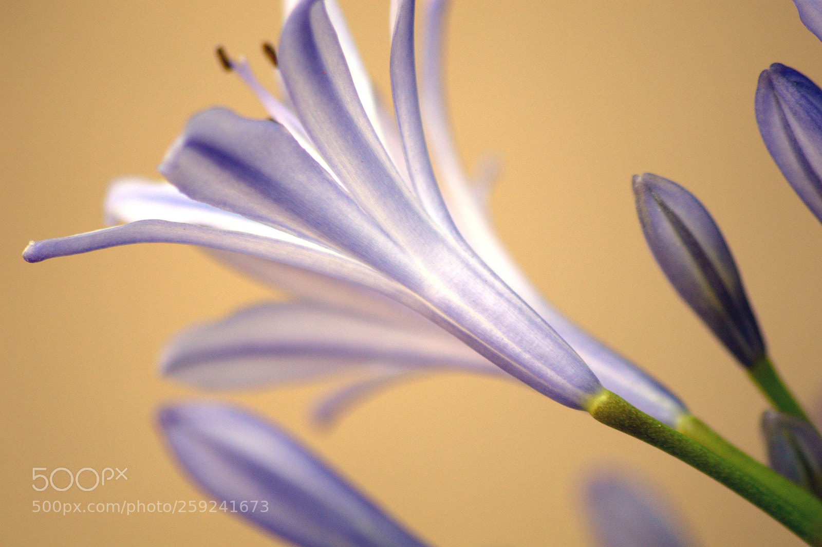 Nikon D3200 sample photo. ..jpg photography