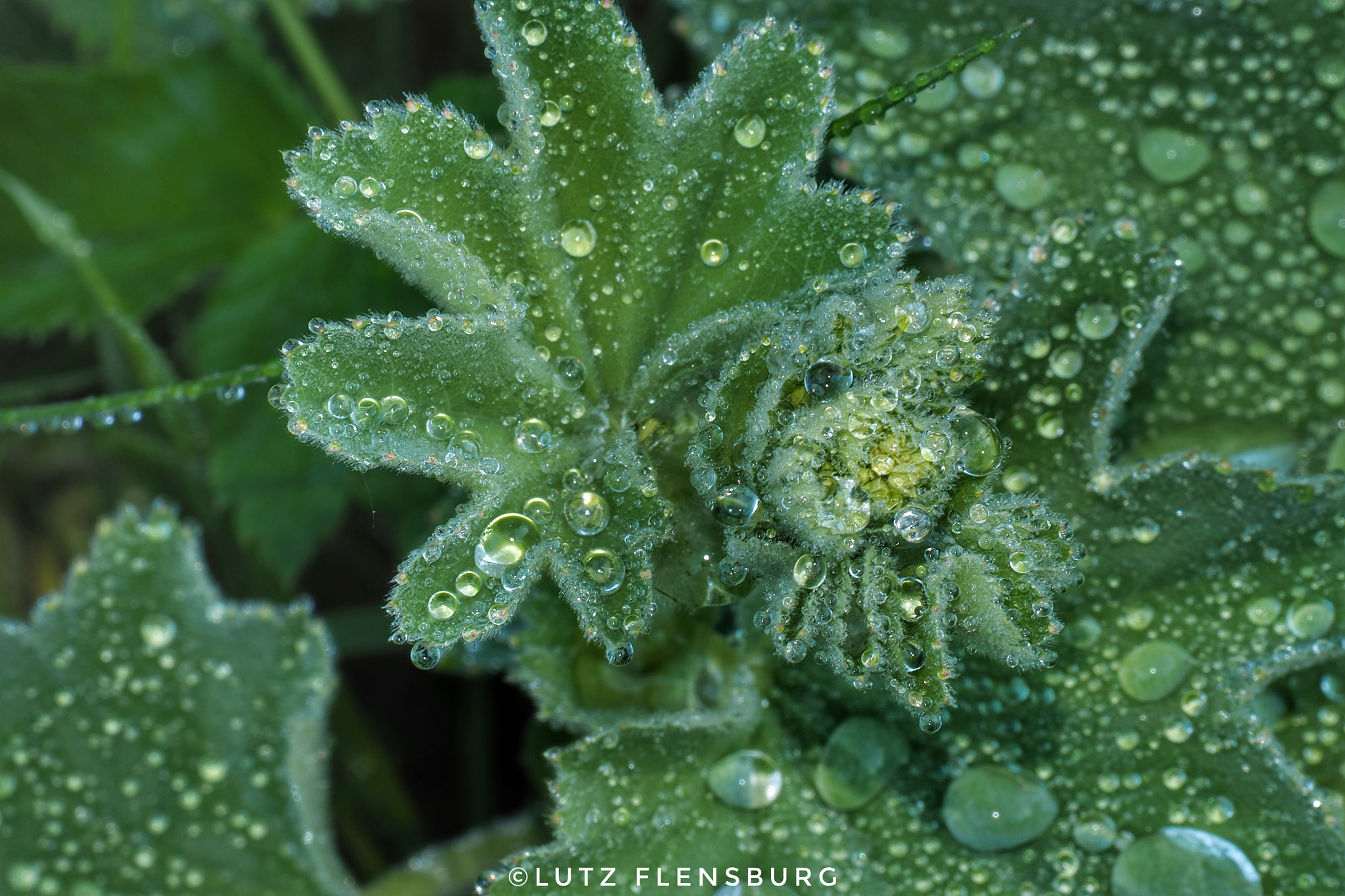 Olympus OM-D E-M10 III sample photo. Drops photography