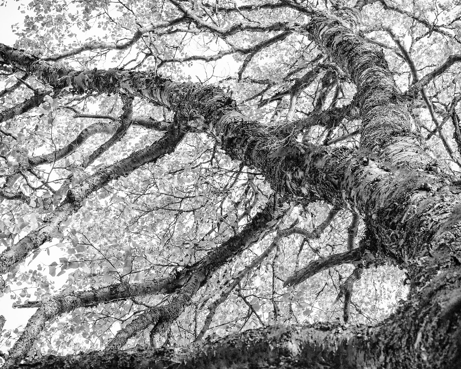 Canon EOS 1100D (EOS Rebel T3 / EOS Kiss X50) sample photo. Tree claw photography