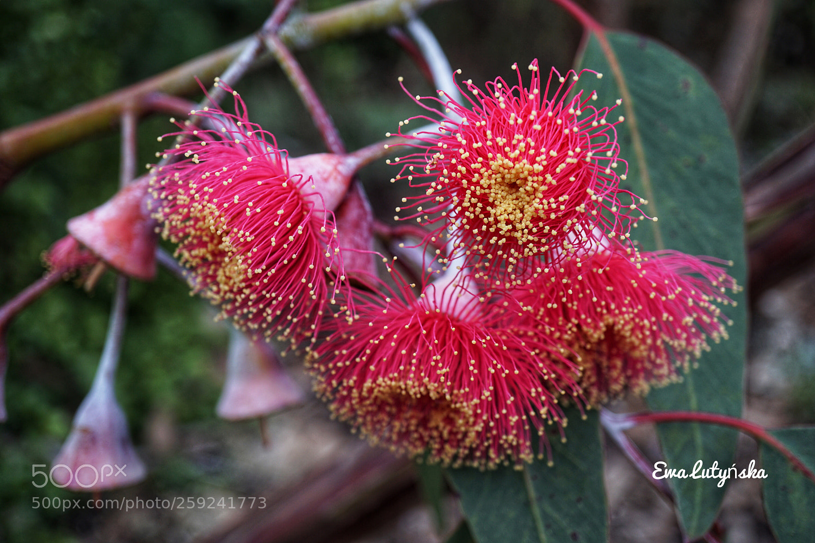 Sony a6000 sample photo. Gum tree blossom  photography
