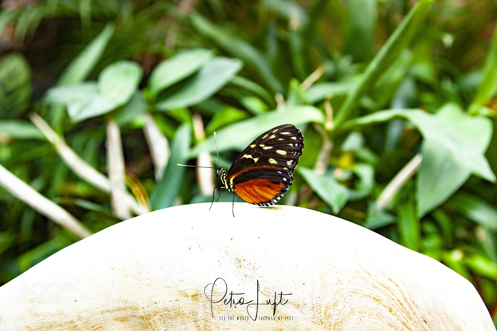 Canon EOS 50D sample photo. Butterfly photography