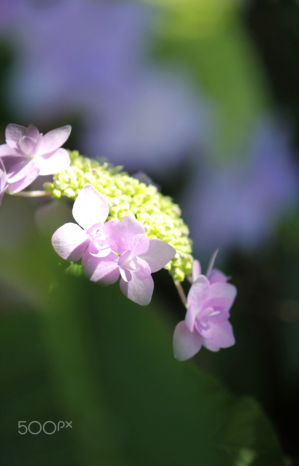 Canon EF-S 55-250mm F4-5.6 IS II sample photo. In the morning sunshine photography
