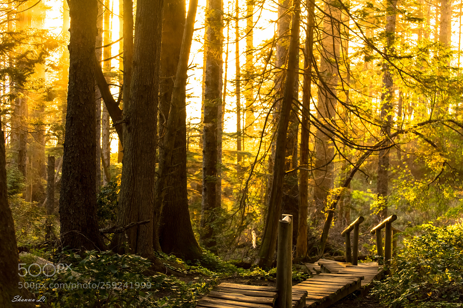 Sony a7 II sample photo. Forest photography