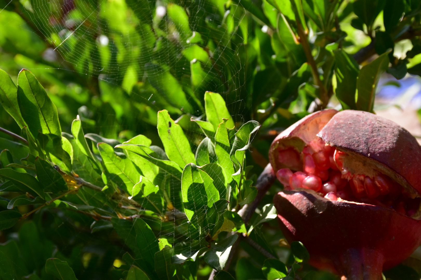Nikon D5500 sample photo