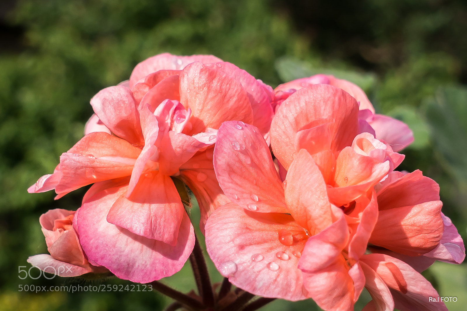 Sony DSC-RX100M5 sample photo. Musk tli es ut photography