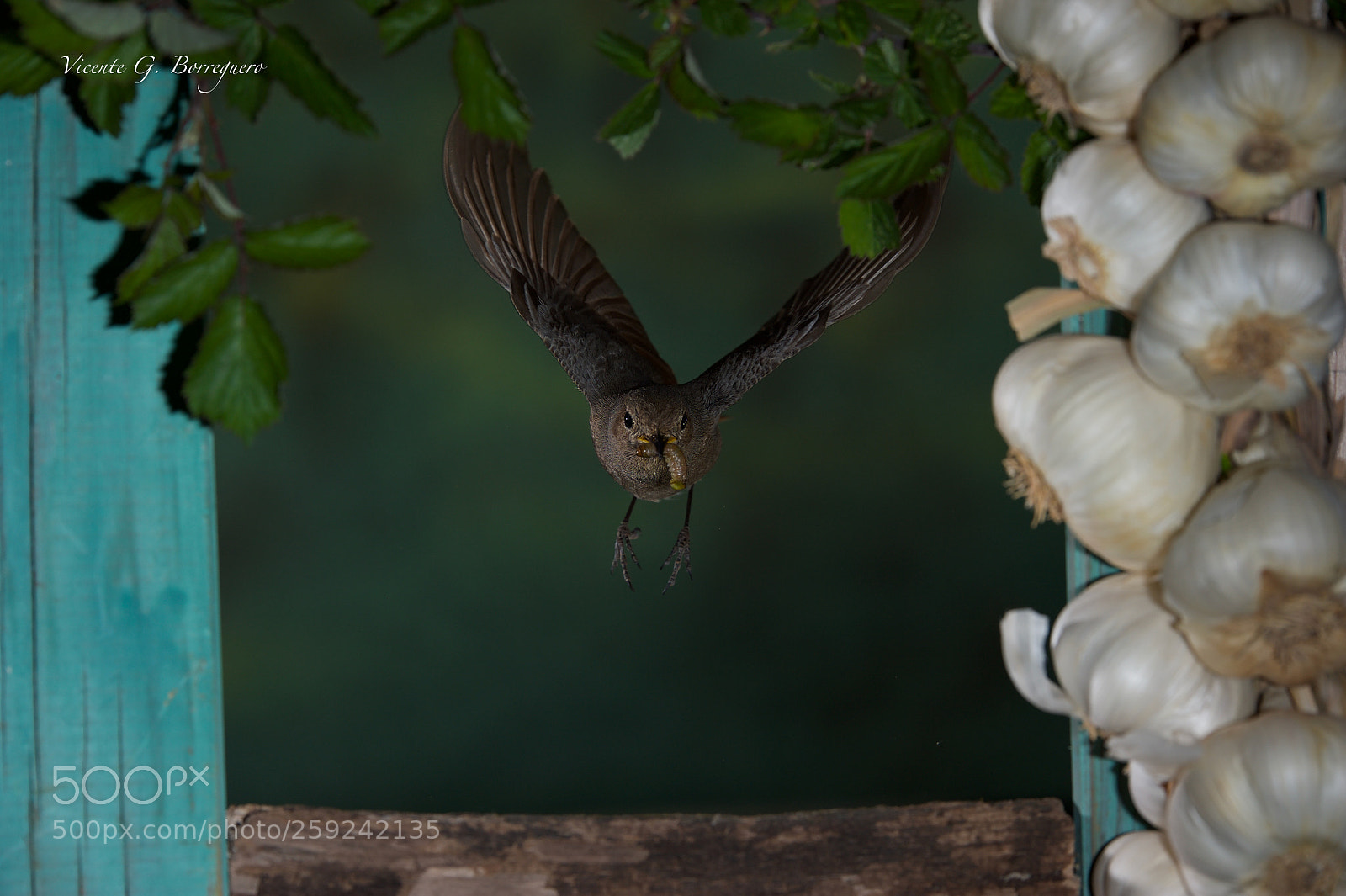 Nikon D700 sample photo. Phoenicurus ochruros photography