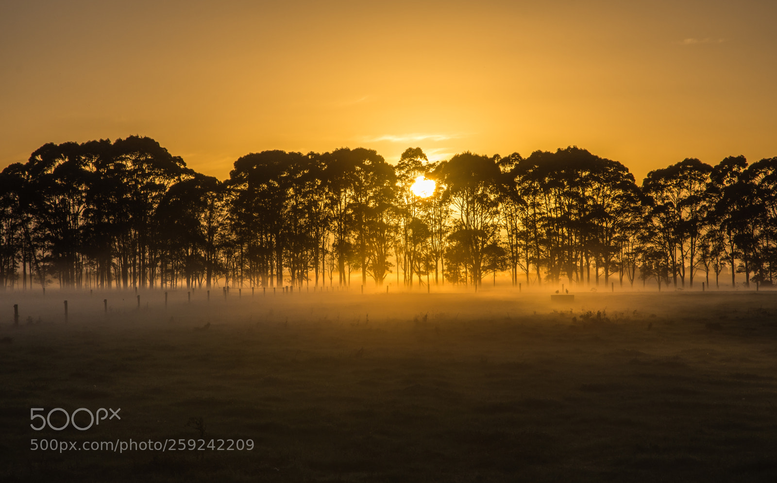 Nikon D7200 sample photo. Sunrise through the trees photography