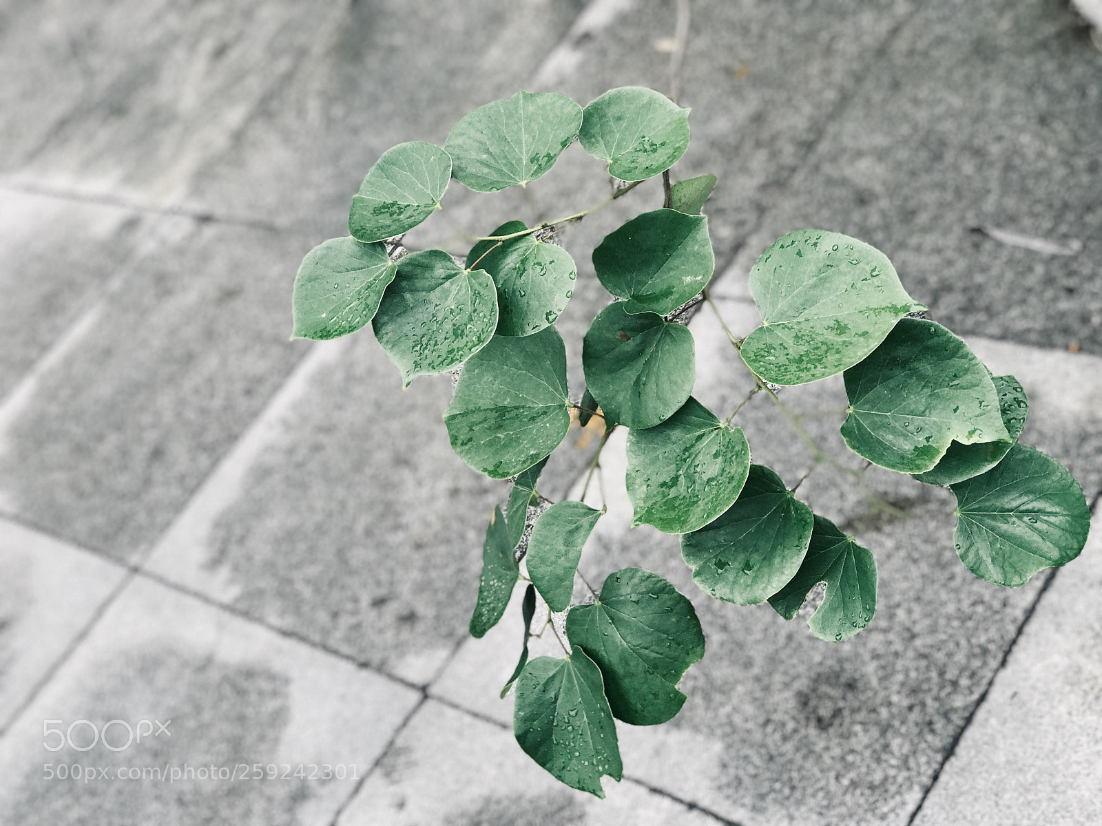 Apple iPhone 7 Plus sample photo. Green photography