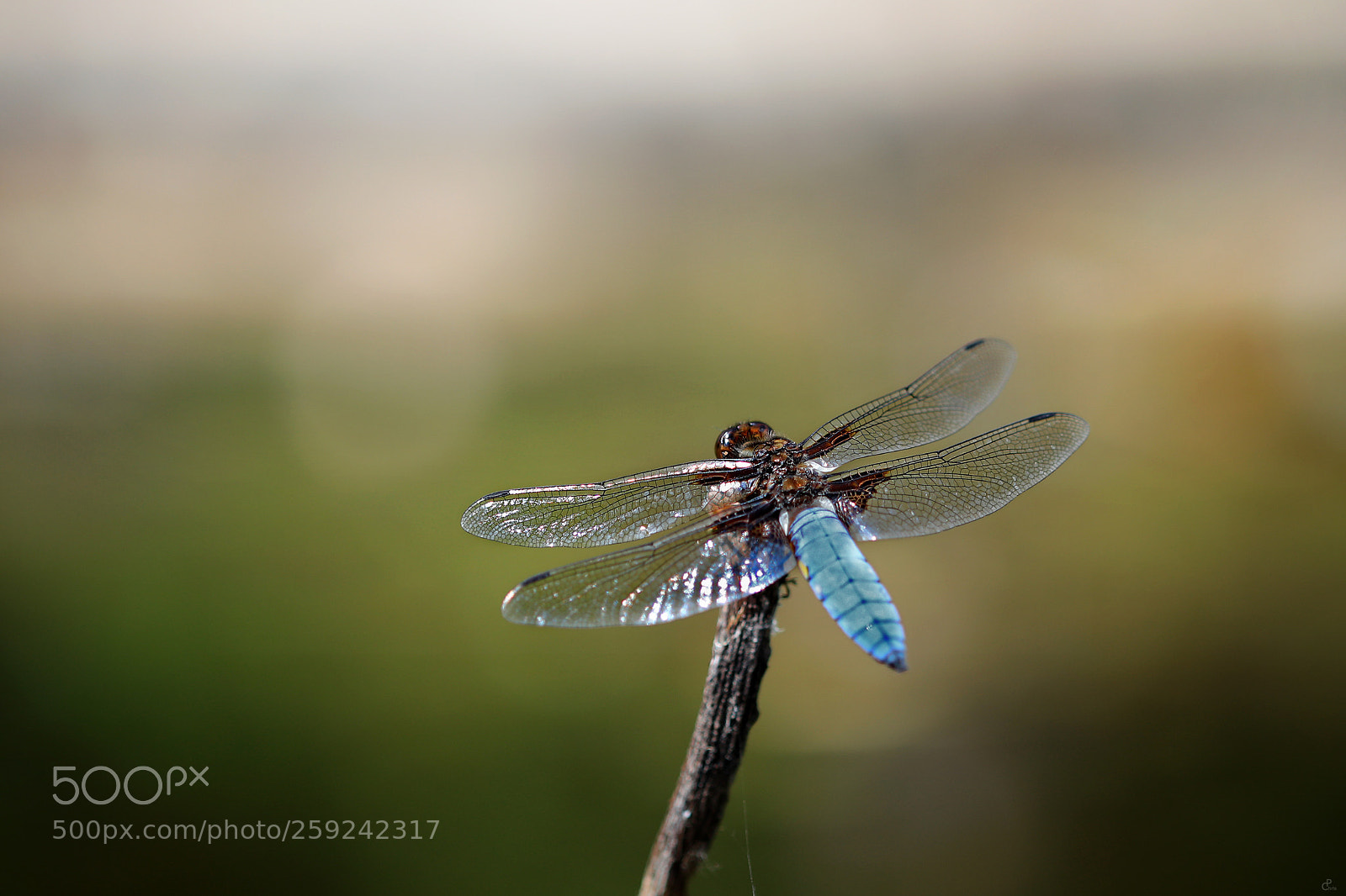 Canon EOS 5D Mark IV sample photo. Dragonfly... photography