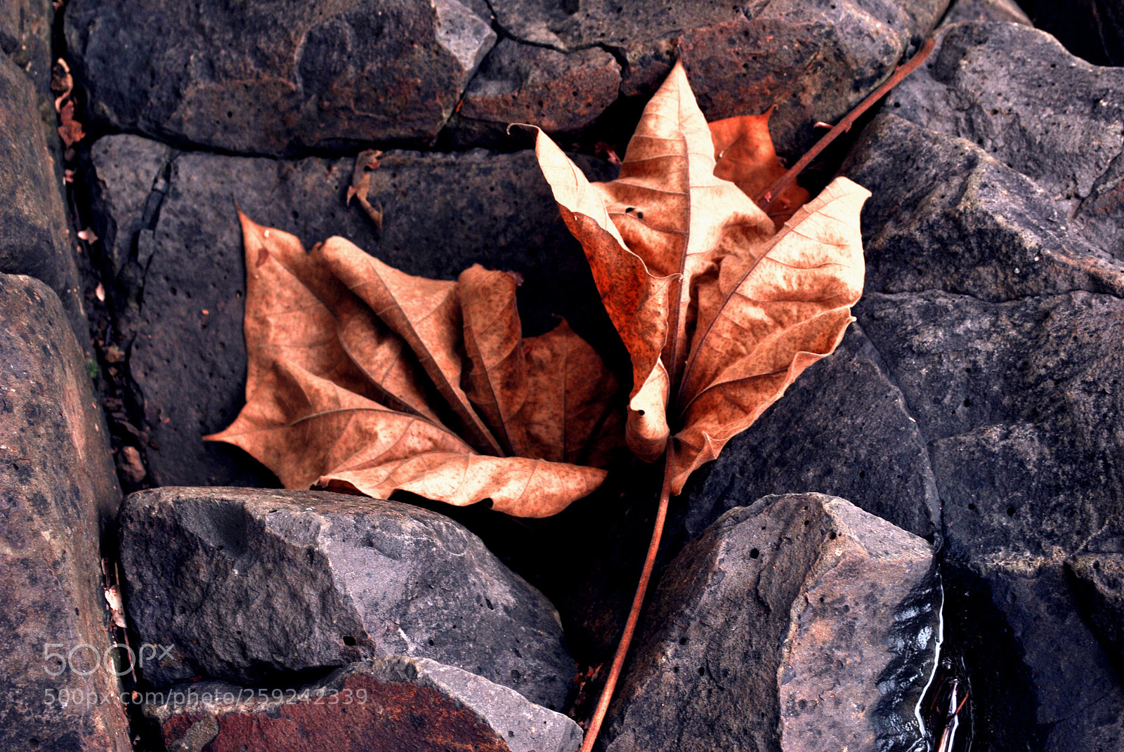 Nikon D3000 sample photo. Leaf.jpg photography