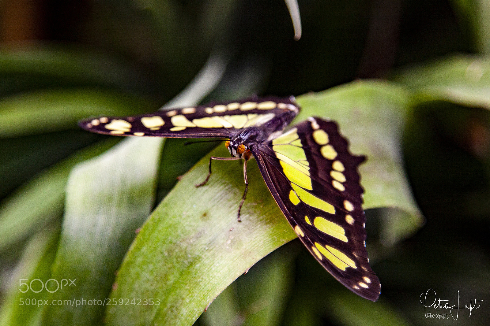 Canon EOS 50D sample photo. Butterfly photography