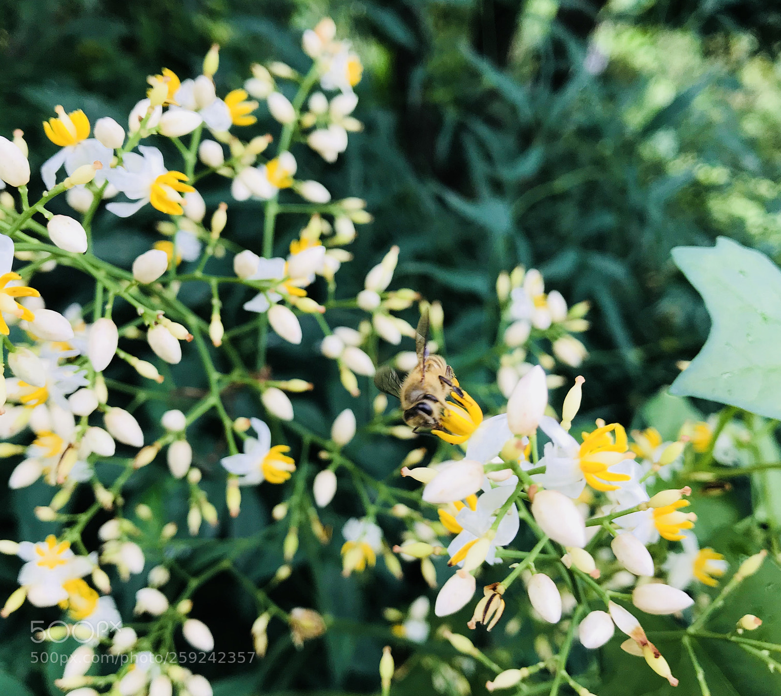 Apple iPhone 7 Plus sample photo. Bee photography