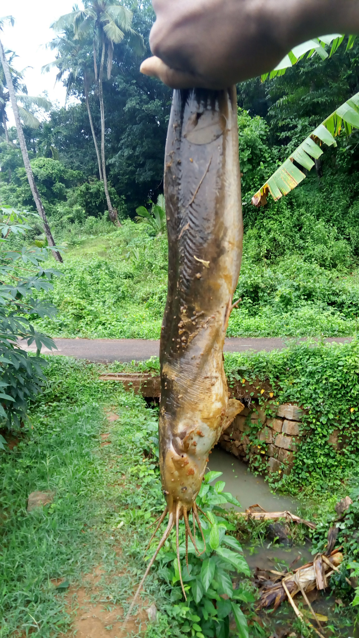Lenovo VIBE X3 LITE sample photo. Today's catch :) catfish photography