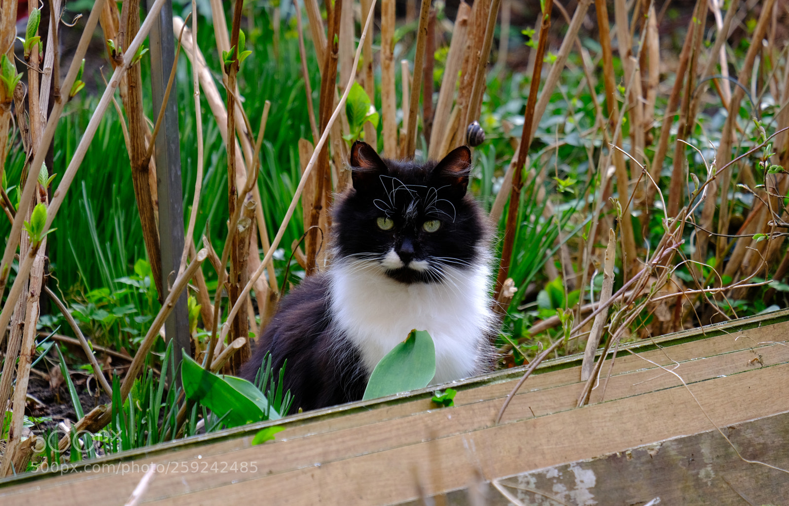 Fujifilm X-T20 sample photo. Fluffy cat resting in photography