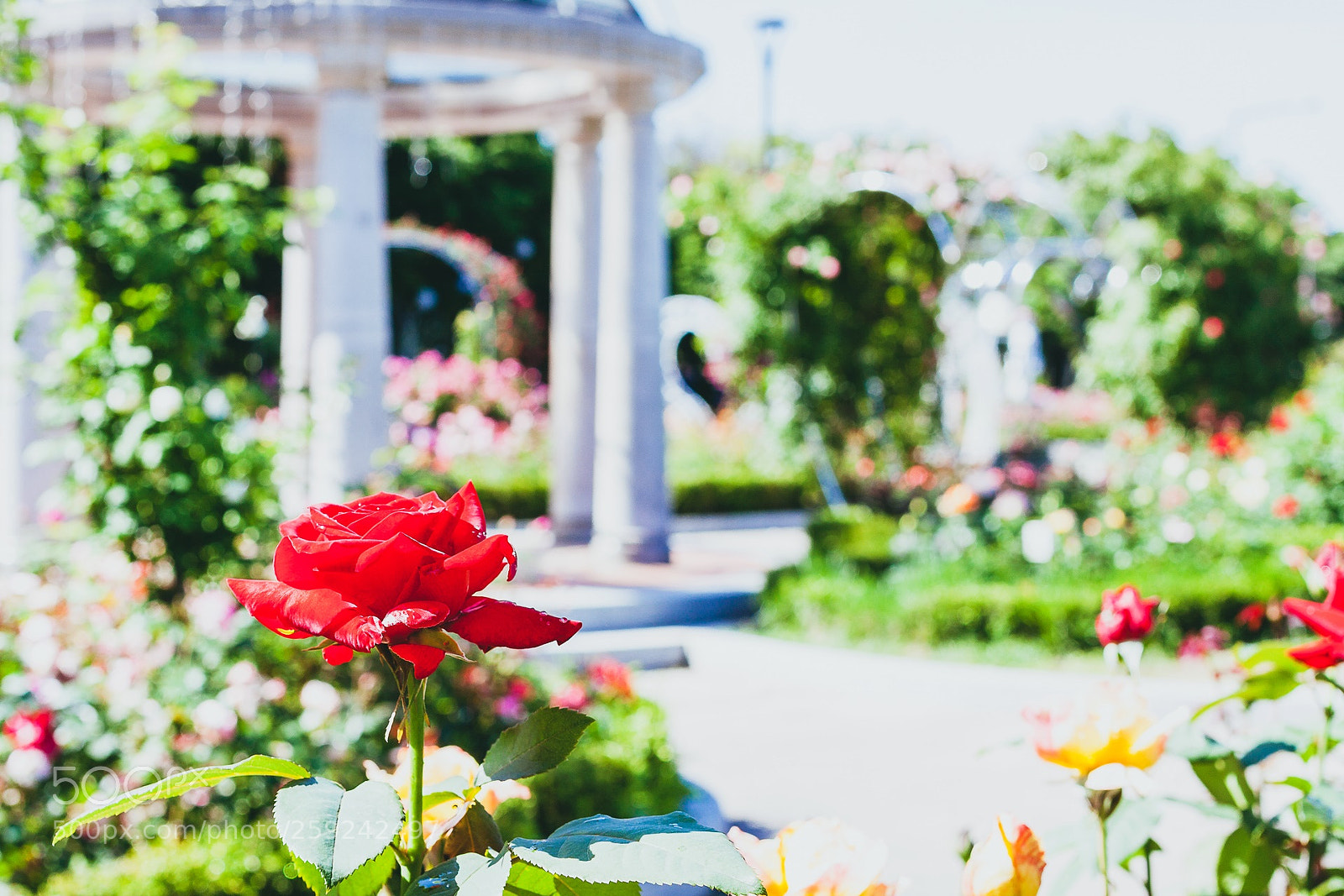Canon EOS 50D sample photo. Garden of roses photography