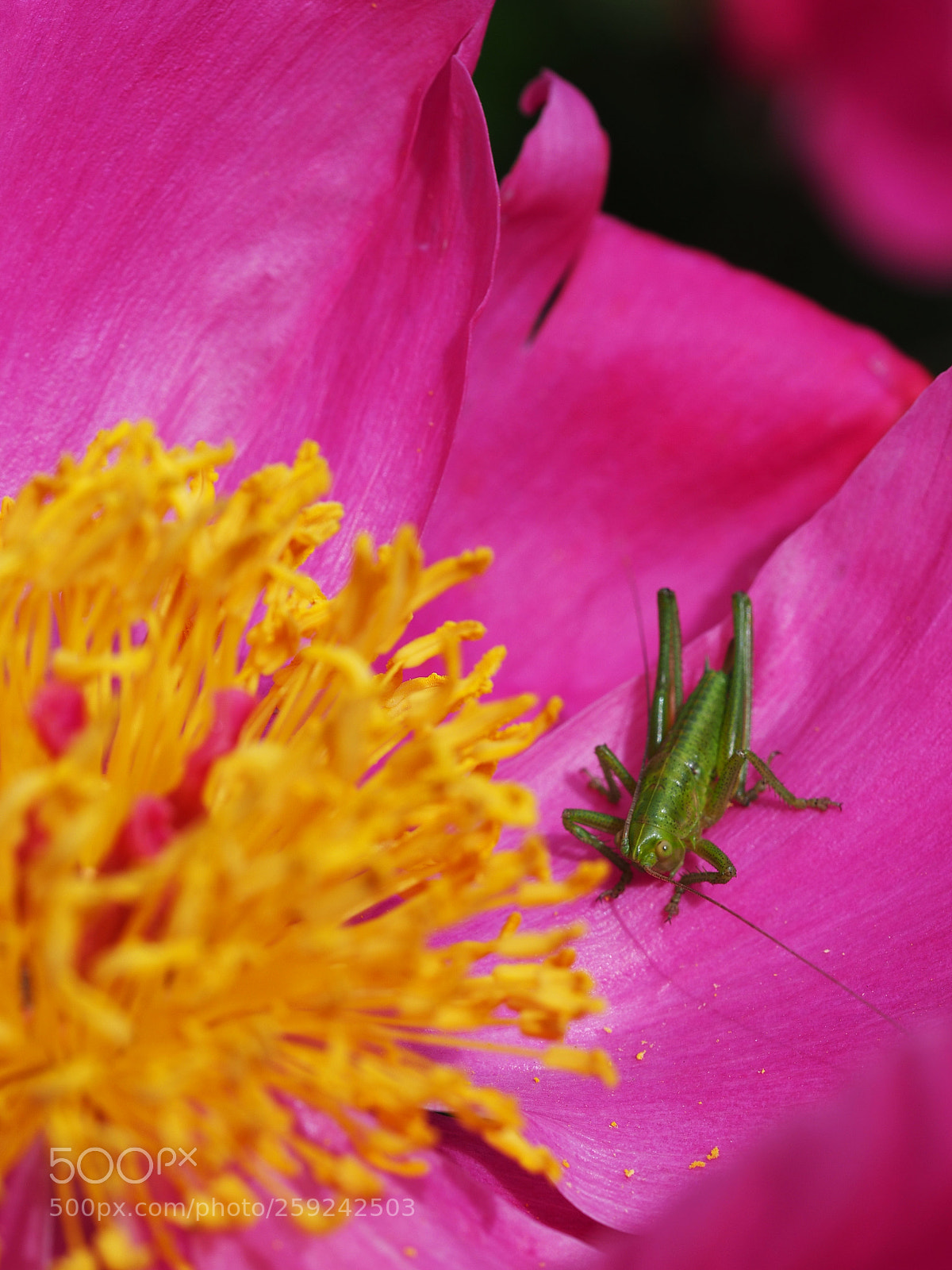 Olympus OM-D E-M10 II sample photo. Tiny world photography