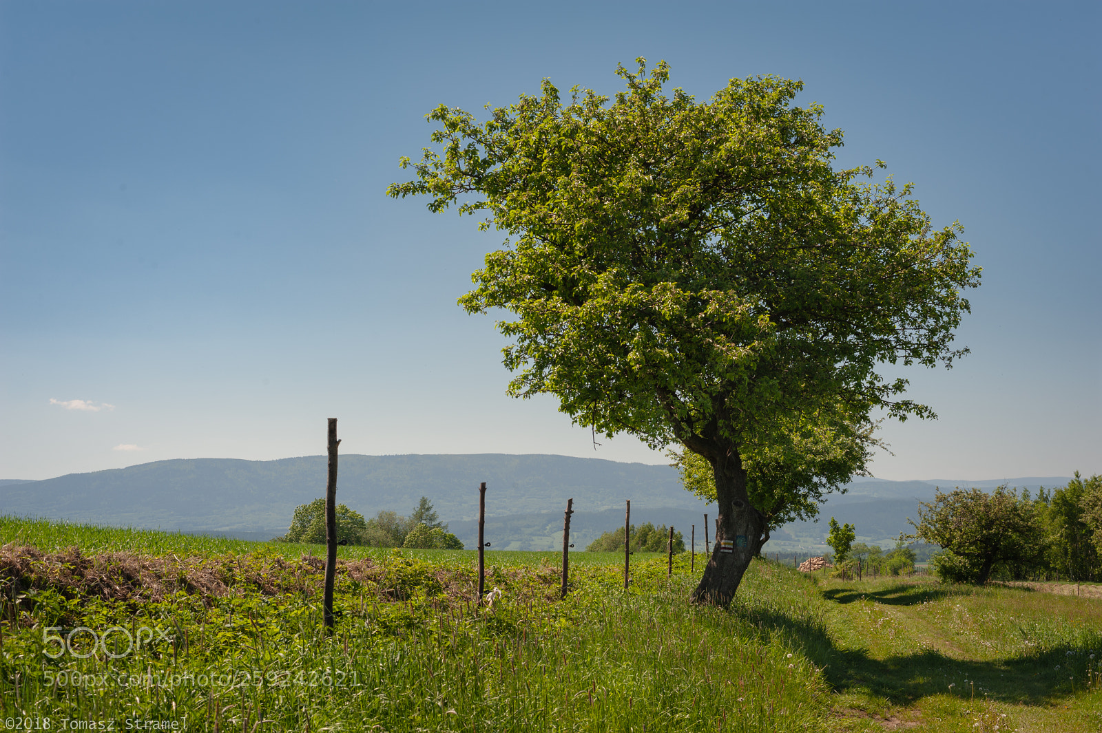 Nikon D700 sample photo. Hills, fields and tree photography