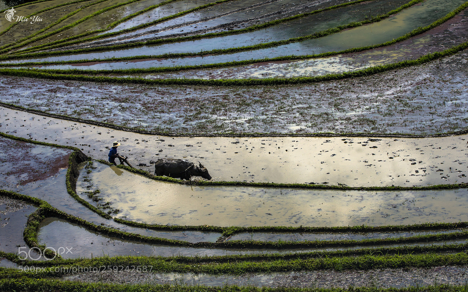 Canon EOS 6D sample photo. Water season terraced fields photography