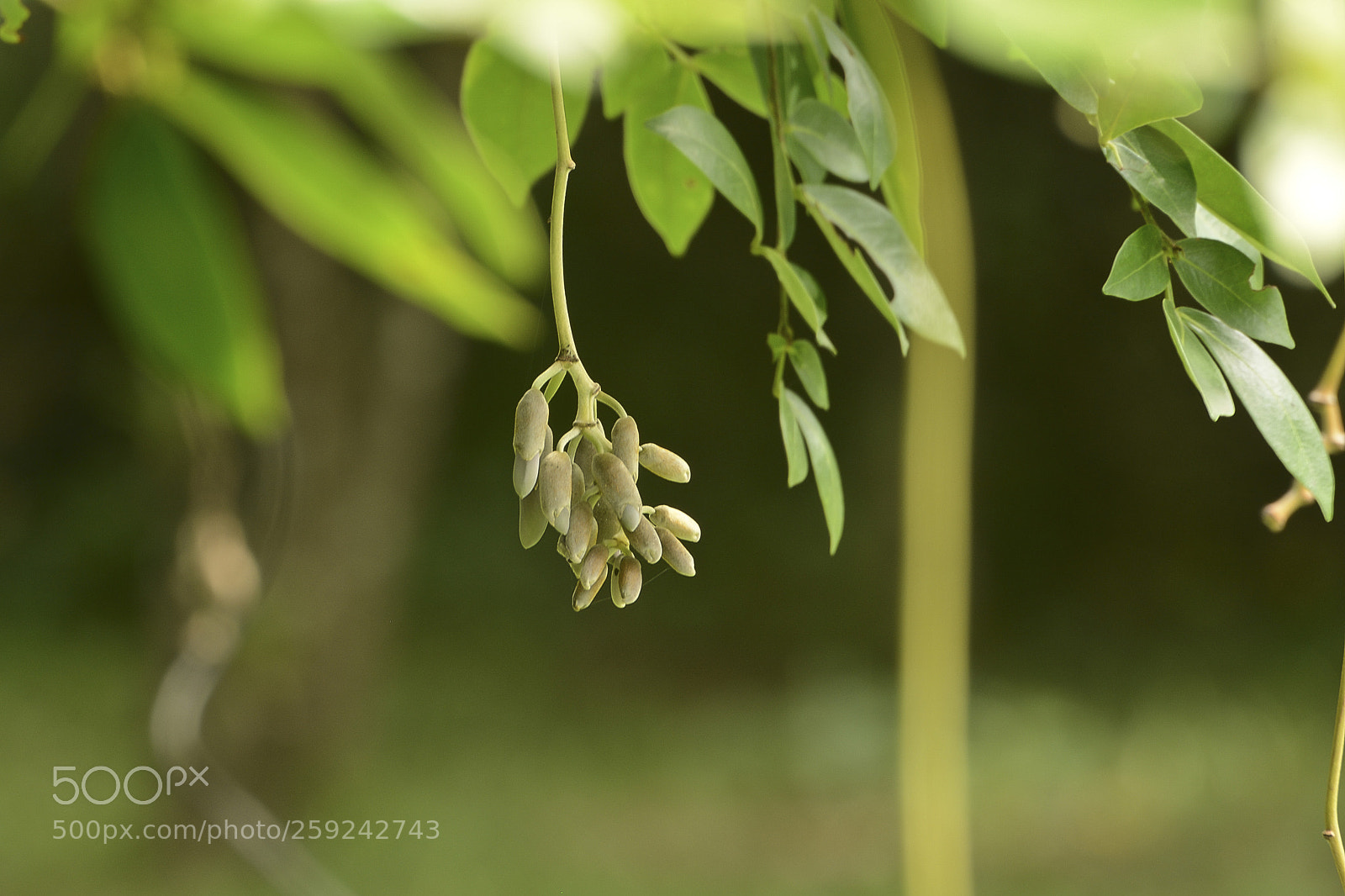 Nikon D7100 sample photo. Penduricalhos da natureza. photography