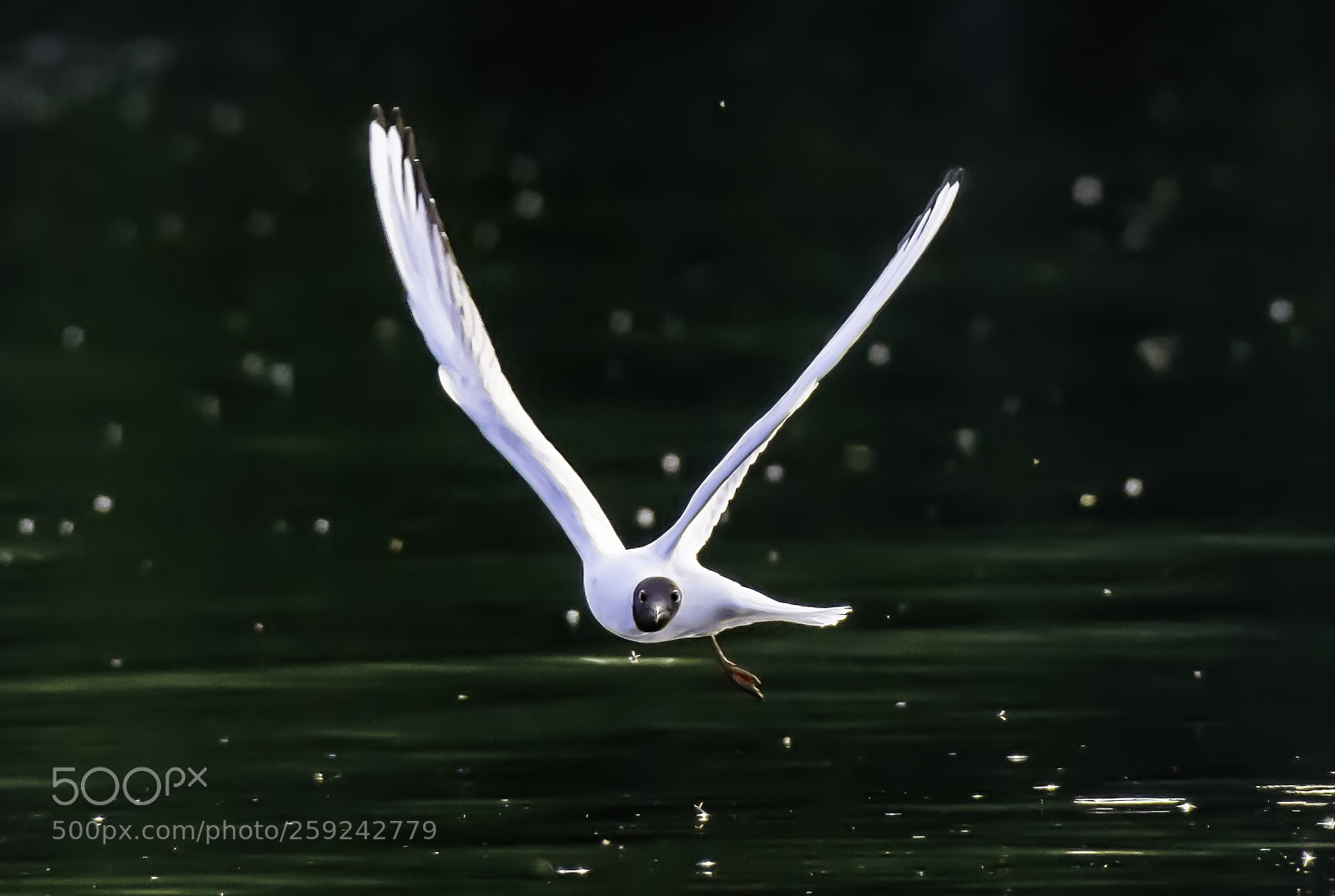 Nikon D7200 sample photo. Black headed gull in photography