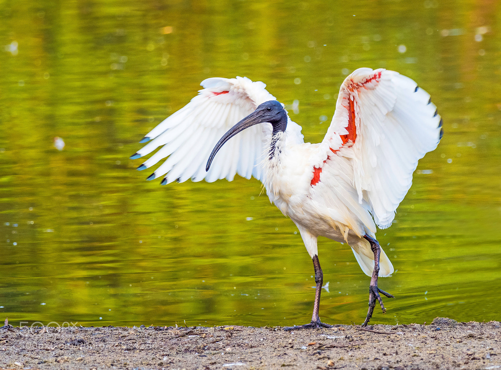 Olympus OM-D E-M1 Mark II sample photo. Australian white ibis photography