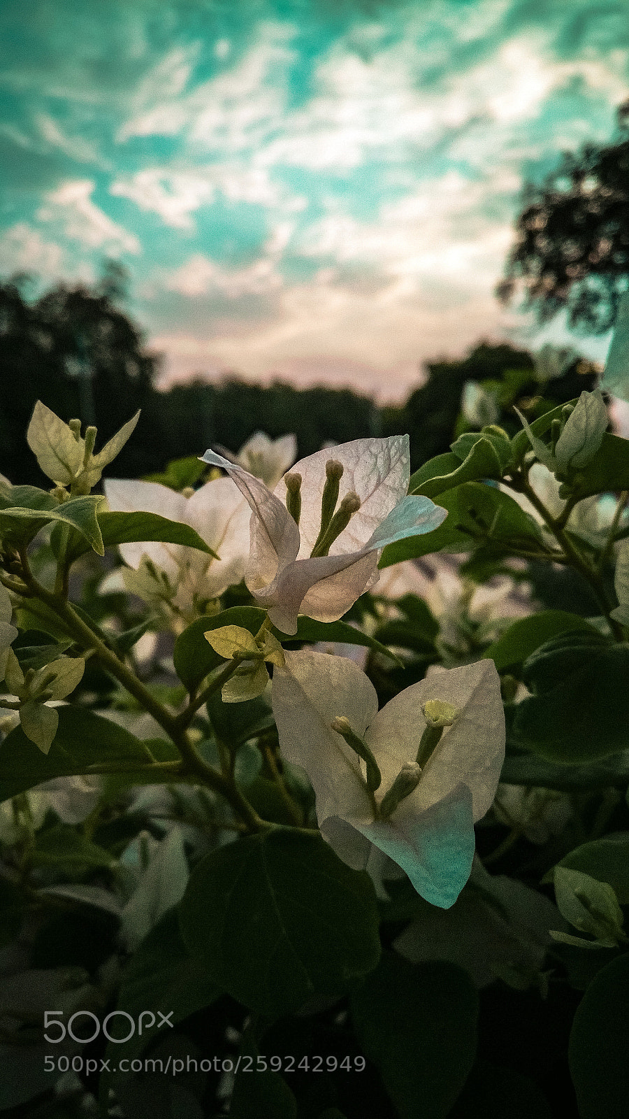 OnePlus A3003 sample photo. A morning with bliss photography