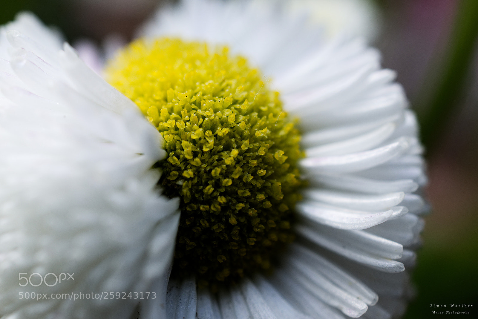 Nikon D5600 sample photo. O.t. photography