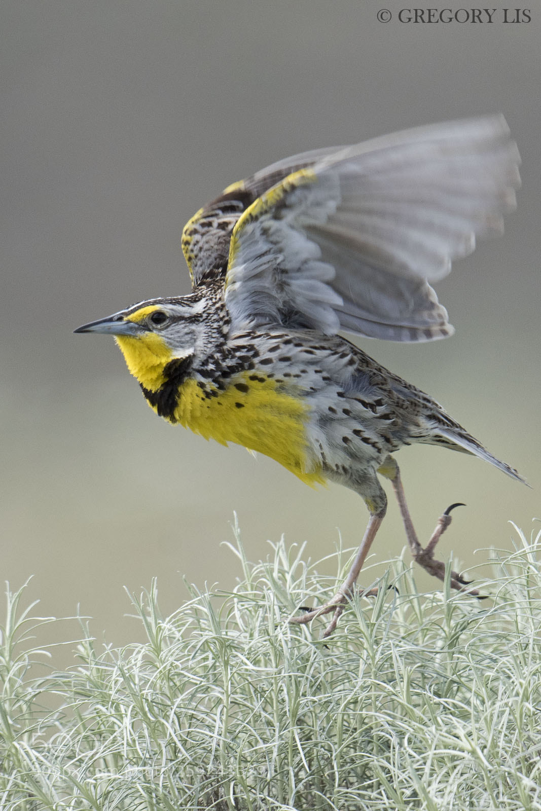 Nikon D810 sample photo. Western meadowlark photography