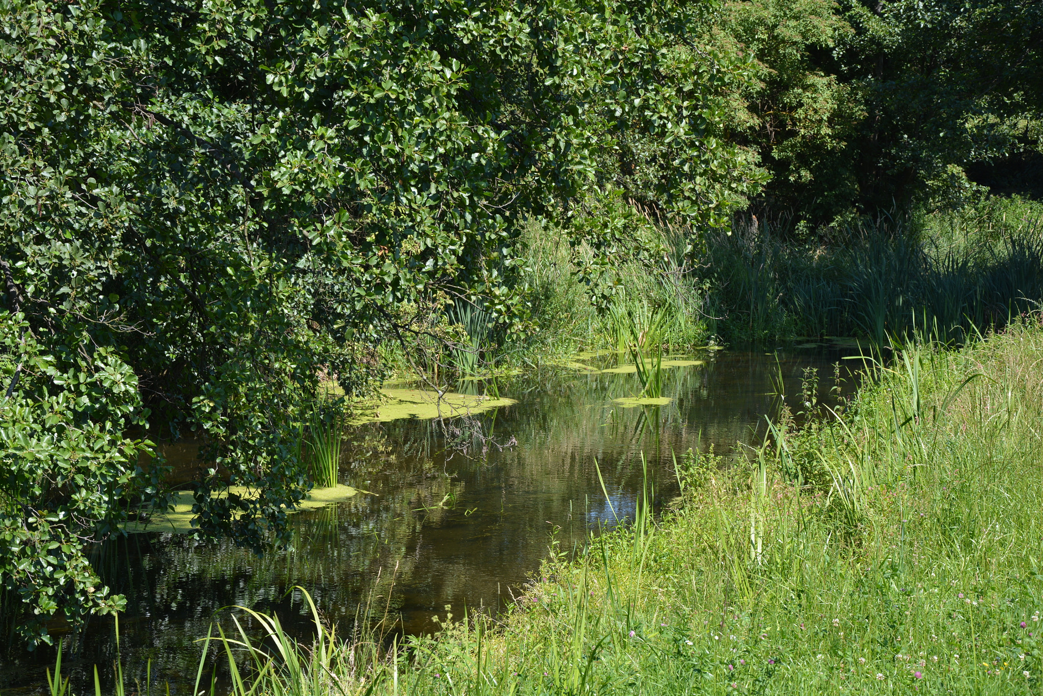 Nikon D7100 sample photo. Green around photography