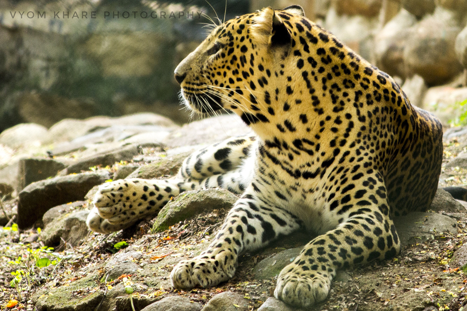 Canon EOS 600D (Rebel EOS T3i / EOS Kiss X5) sample photo. Leopard photography