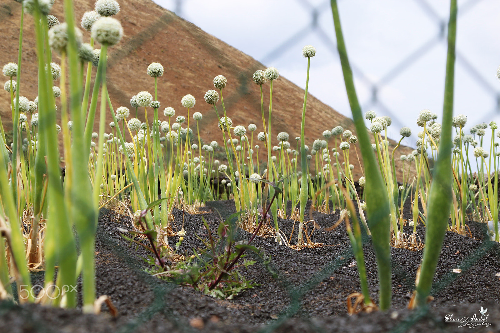 Canon TS-E 90mm F2.8 Tilt-Shift sample photo. Campo cultivo de cebollas. photography