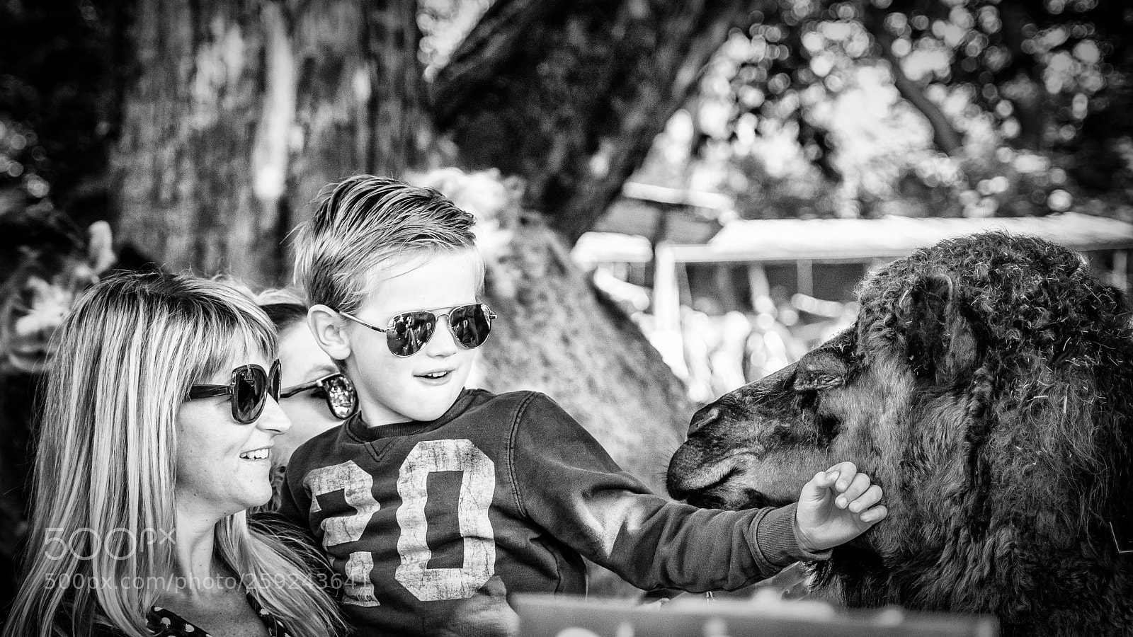 Nikon D7100 sample photo. Dromadaire ou chameau photography