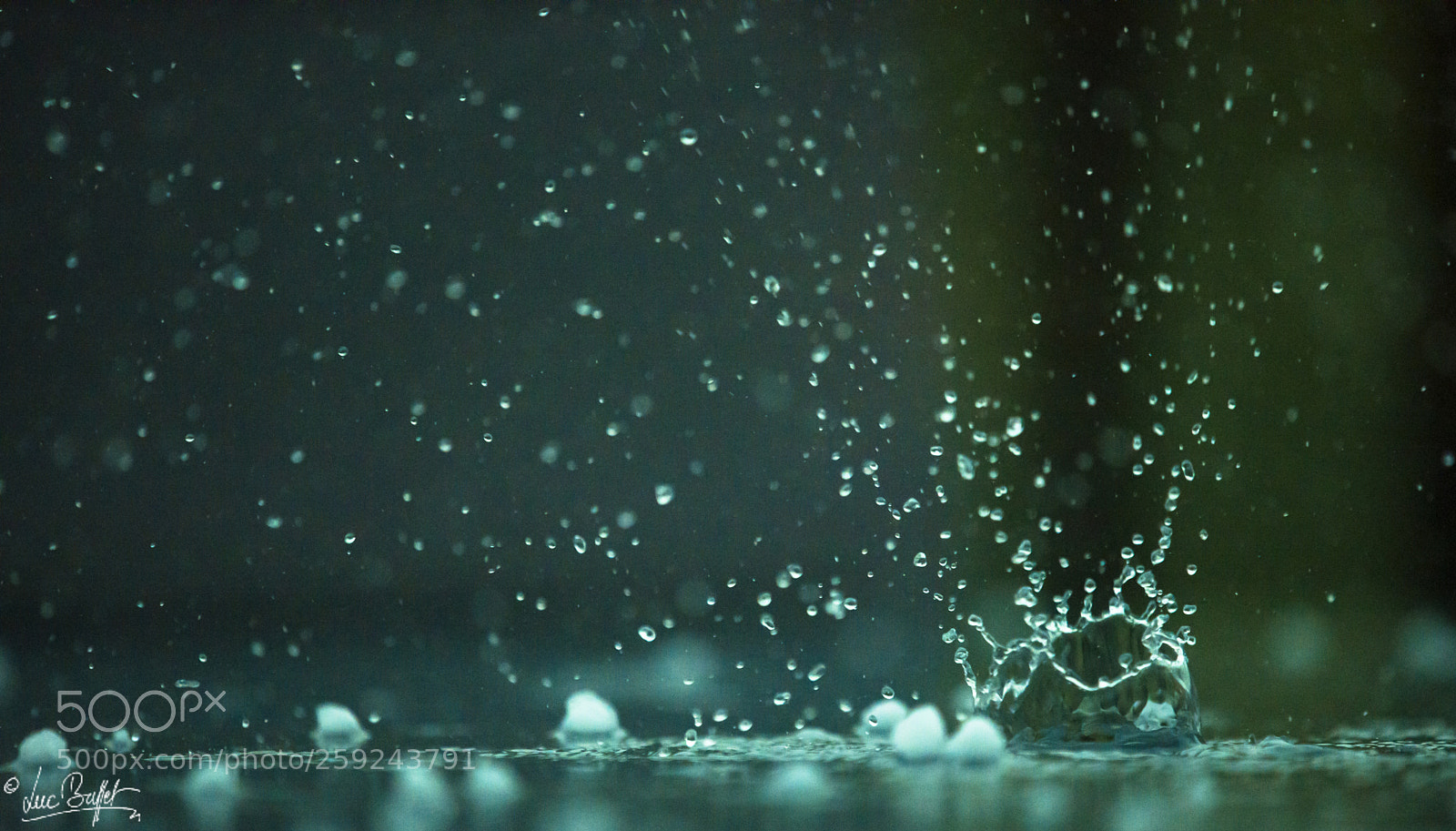 Nikon D800 sample photo. Splashin' rain photography