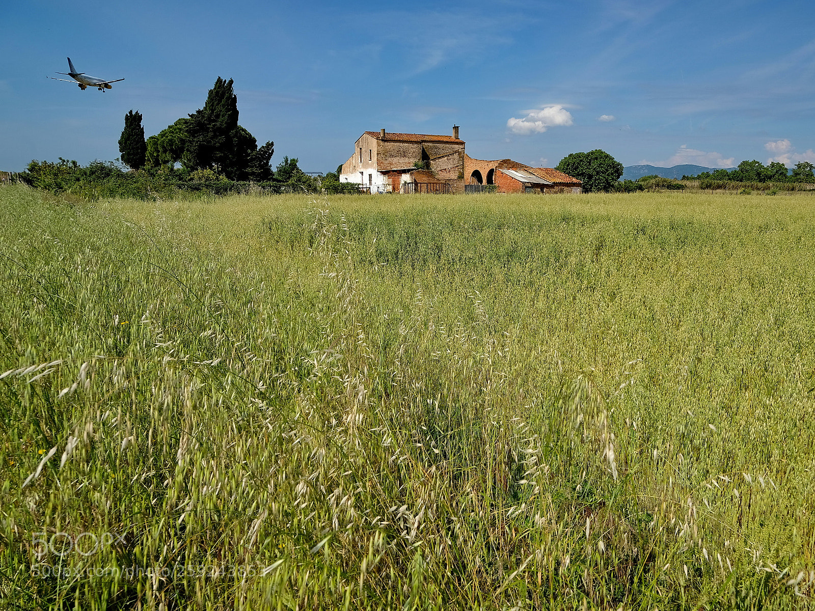 Fujifilm X-T2 sample photo. Masia pratense photography