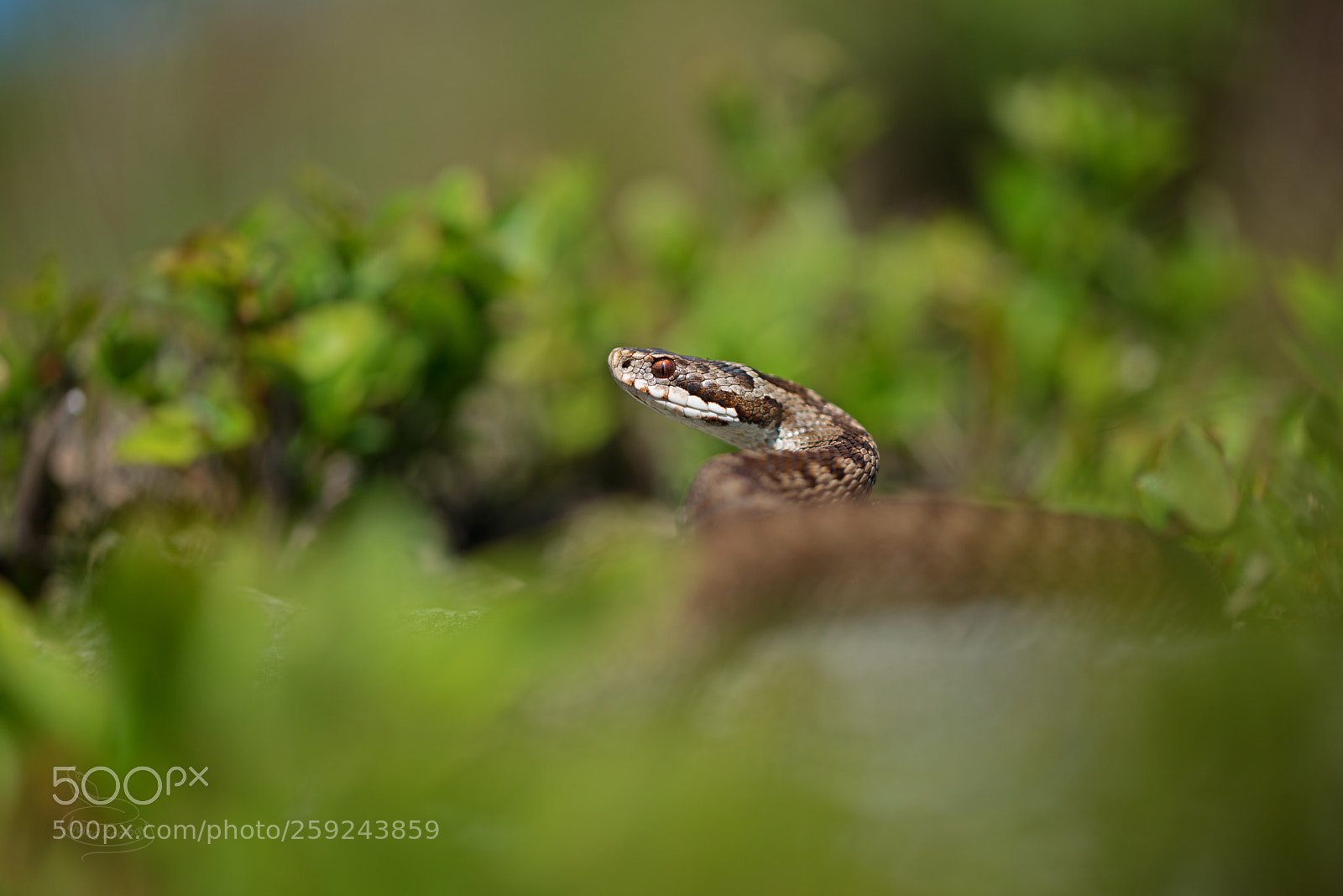 Nikon D750 sample photo. European viper (vipera berus) photography
