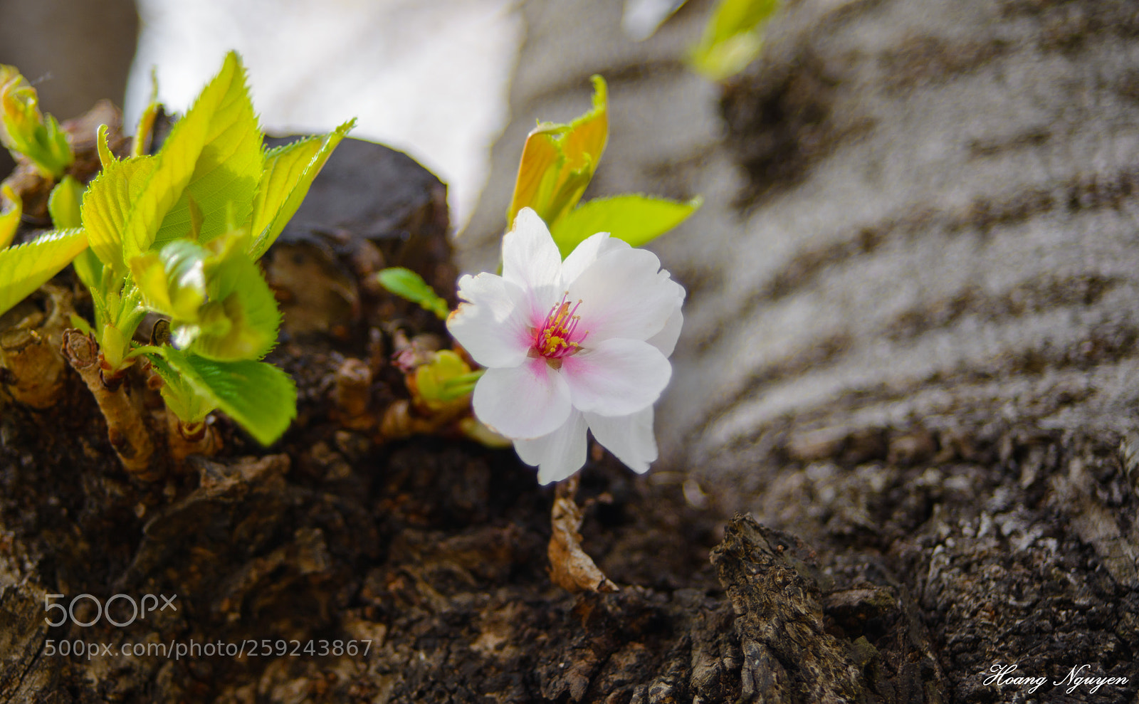 Nikon D800 sample photo. Cherry blossom - pure photography