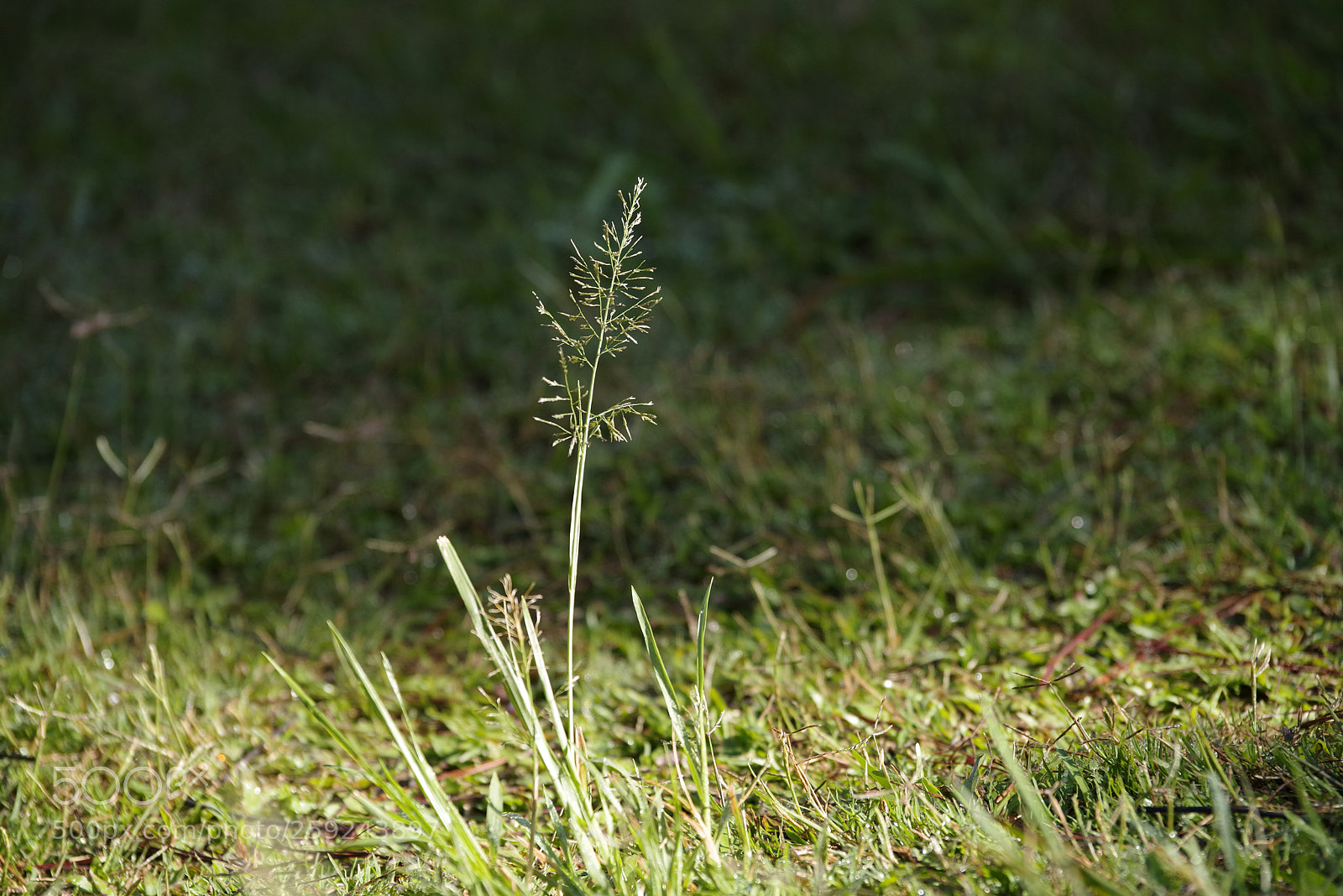 Pentax K-1 sample photo. Aaa photography