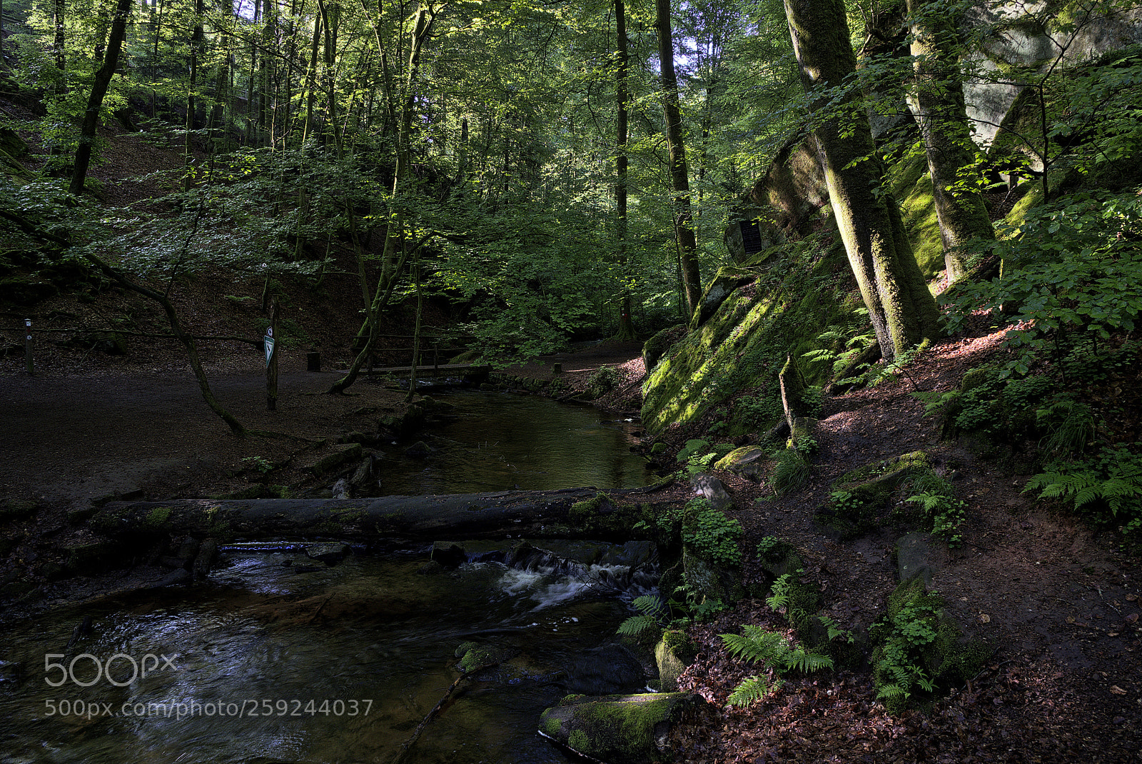 Nikon D750 sample photo. Creek37 photography