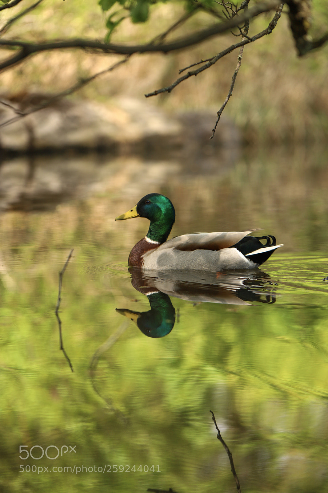 Canon EOS 6D Mark II sample photo. Two duck‘s photography