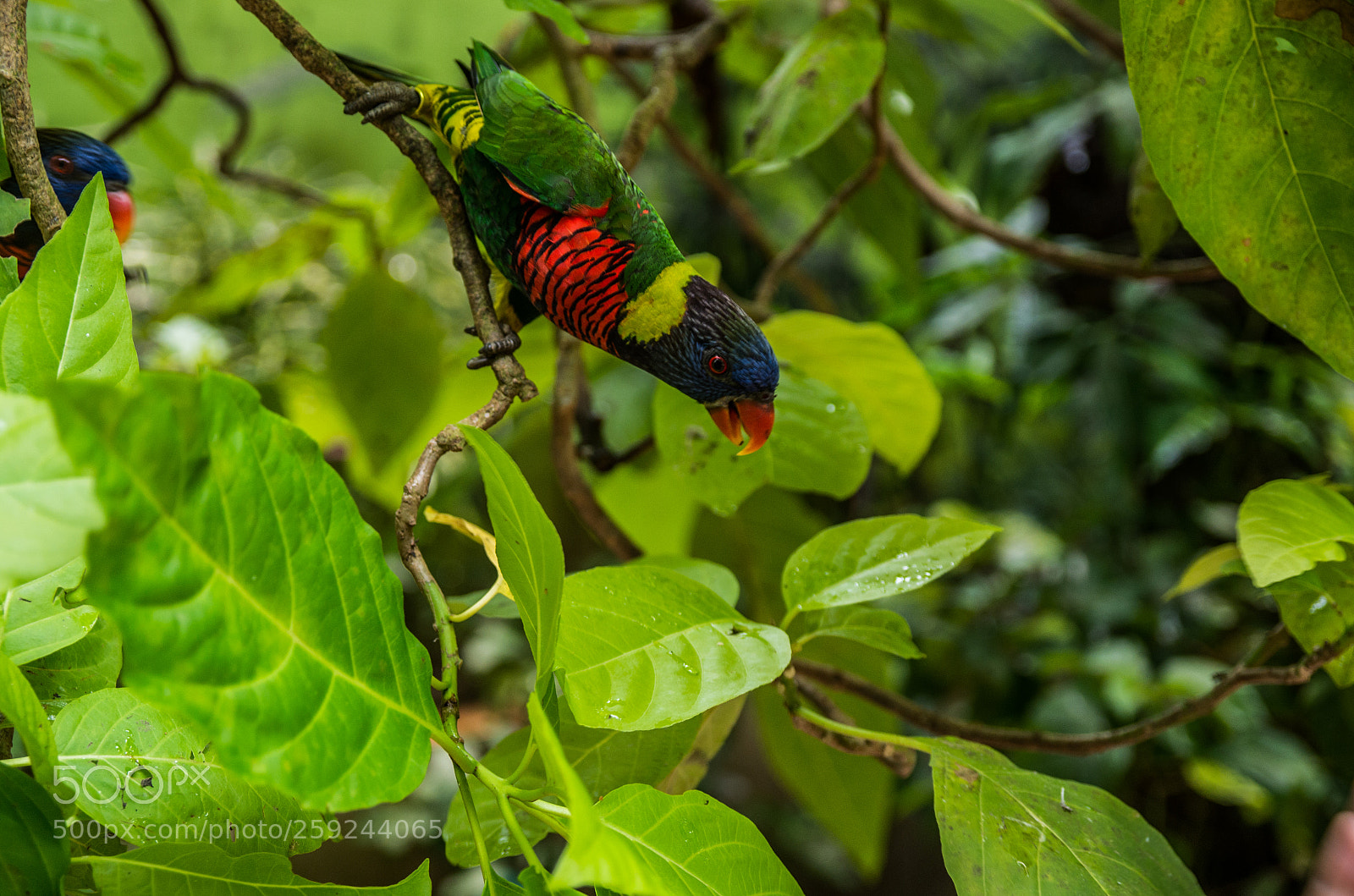 Pentax K-30 sample photo. Birds in langkawi photography