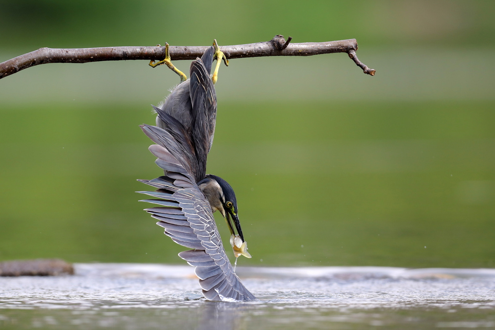 Canon EF 600mm f/4L IS sample photo. 검은머리댕기해오라기 photography