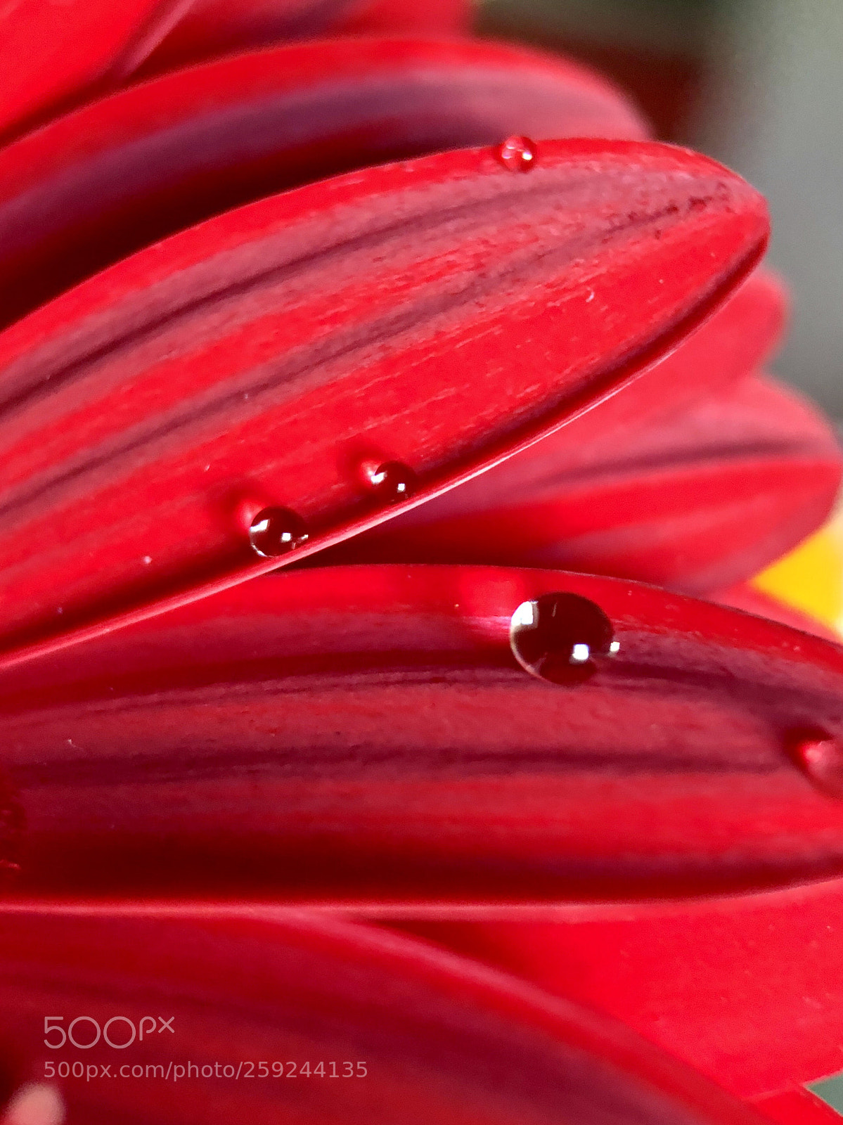 Apple iPhone 8 Plus sample photo. Red time photography